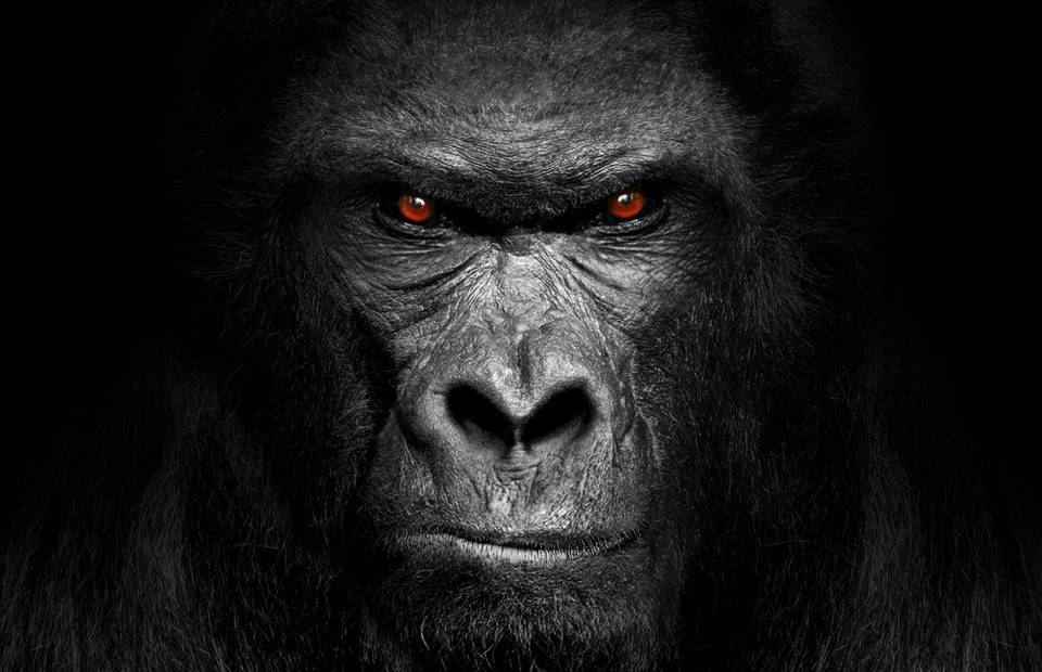 King Kong není mýtus. Obří opici se stalo osudným hladovění